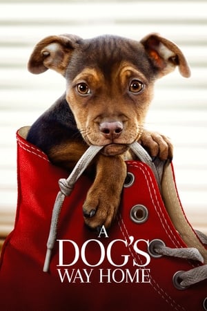 A Dogs Way Home (2019) Hindi Dual Audio 300MB HD Poster Download - Filmyzilla