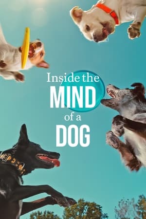 Inside the Mind of a Dog 2024 Hindi Dual Audio – 720p – HD Poster Download - Filmyzilla