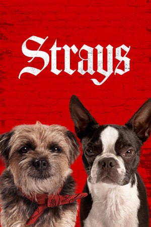 Strays (2023) Hindi Dual Audio – HD Poster Download - Filmyzilla